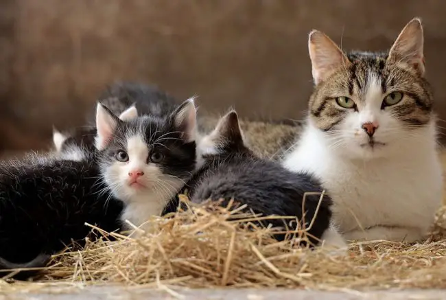 a quelle période sa vie un chat arrête il sa croissance