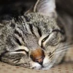 Chat apathique et raide : est-ce les articulations ou les reins ?
