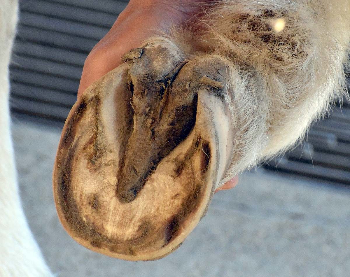 Dangers De La Maladie De La Ligne Blanche Du Sabot Du Cheval | Remèdes ...