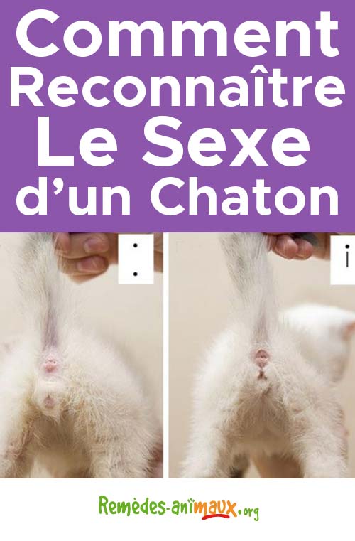 Chaton Male Ou Femelle Comment Distinguer Le Sexe Des Chats Remedes Naturels Pour Animaux
