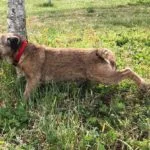 Pourquoi les chiens grattent-ils le sol après avoir uriné ?