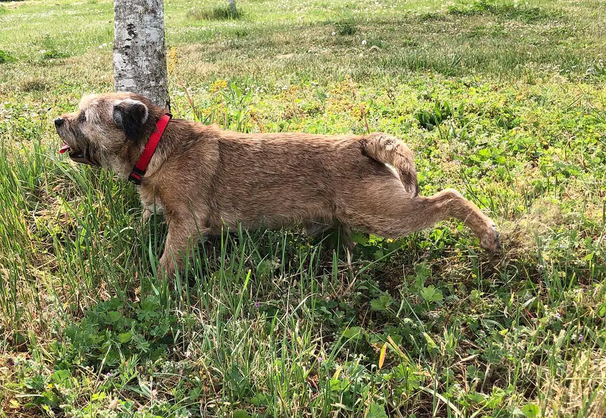 Pourquoi Les Chiens Grattent Ils Le Sol Apres Avoir Urine Remedes Naturels Pour Animaux