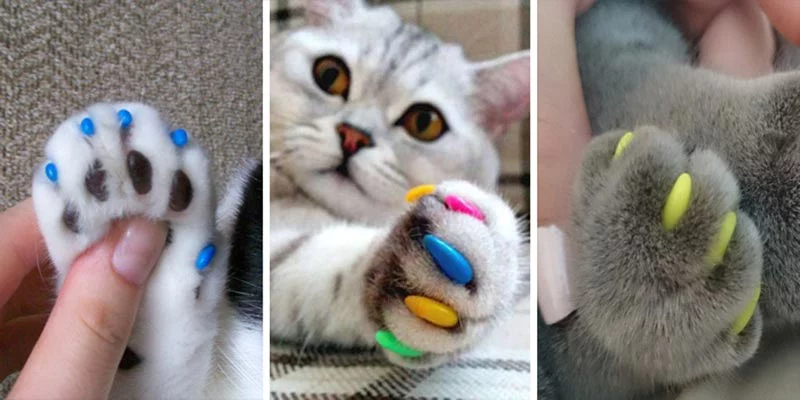 comment empêcher un chat de griffer la tapisserie