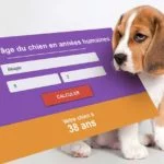 Calculer l'âge du chien : Quelle équivalence en années humaines ?