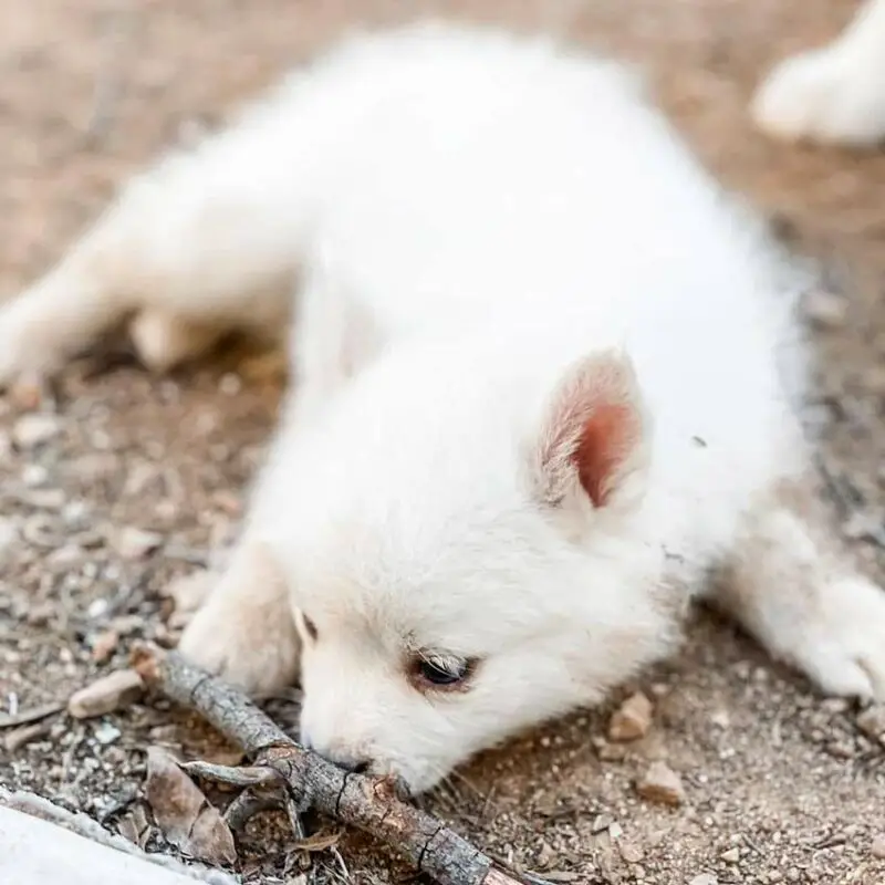 Pomsky : Le Charme D'un Husky En Format Miniature - Race De Chien