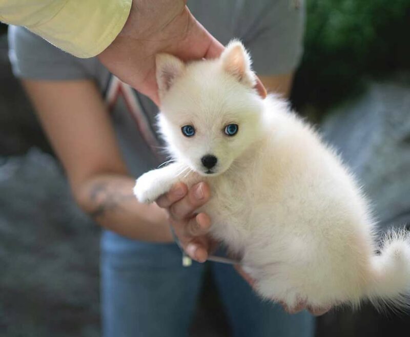 Pomsky : Le Charme D'un Husky En Format Miniature - Race De Chien