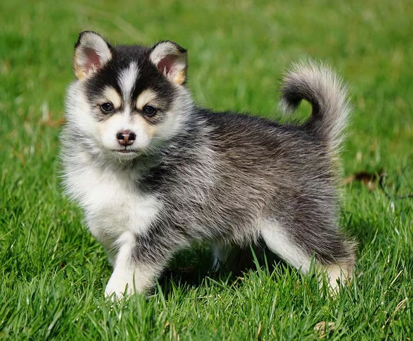 pomsky dans herbe