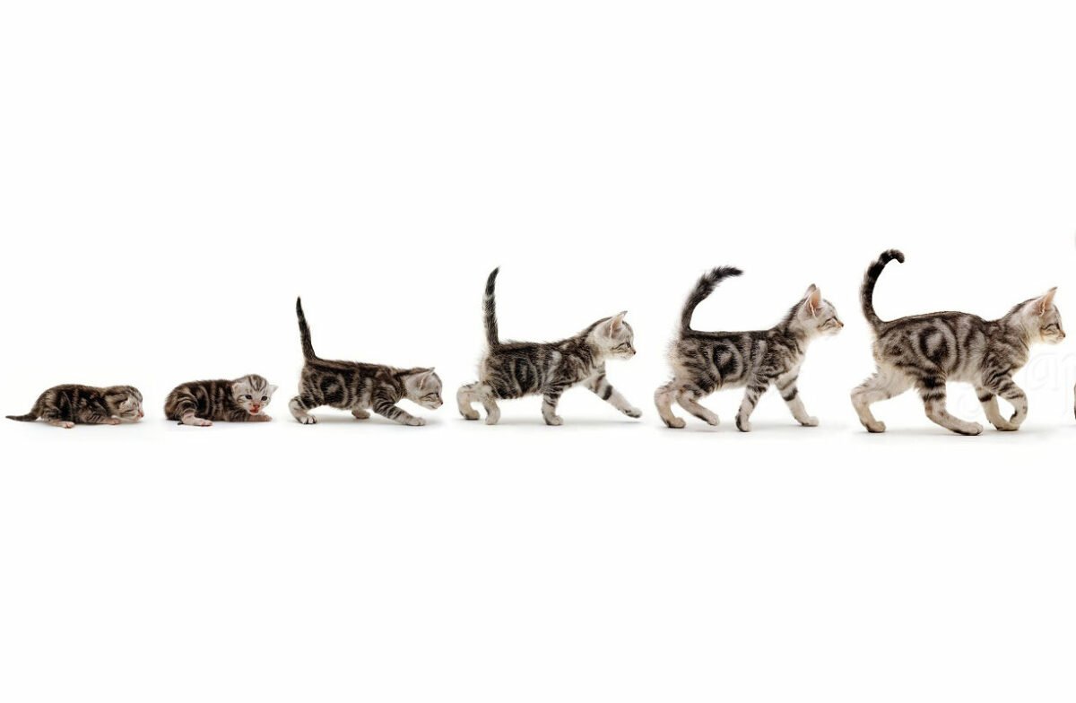 Croissance Du Chaton Evolution Du Poids Du Chat De La Naissance A 1 An Remedes Naturels Pour Animaux