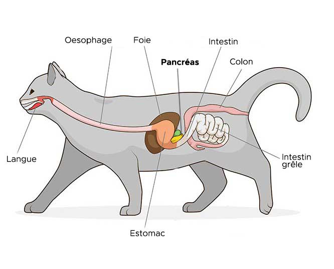 Chat Atteint De Pancreatite Quel Regime Alimentaire Privilegier Remedes Naturels Pour Animaux