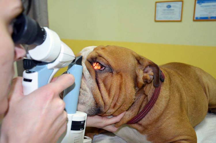 Le traitement de l'adénome doit être pris en charge par un vétérinaire spécialisé.