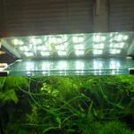 Aquariophilie : Comment organiser un éclairage LED dans un aquarium