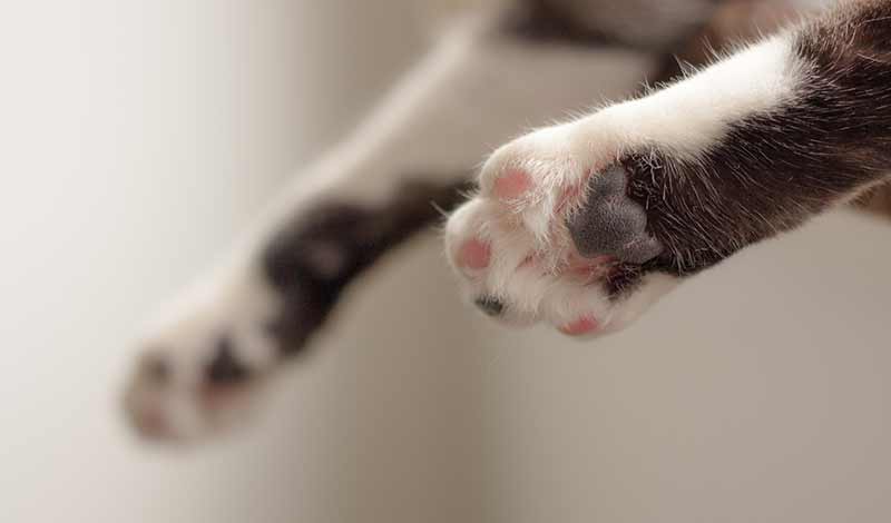 Chat Qui Boite De La Patte Avant Ou Arriere Que Faire Remedes Naturels Pour Animaux