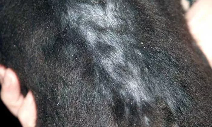 Pellicules, peau squameuse et perte de poils