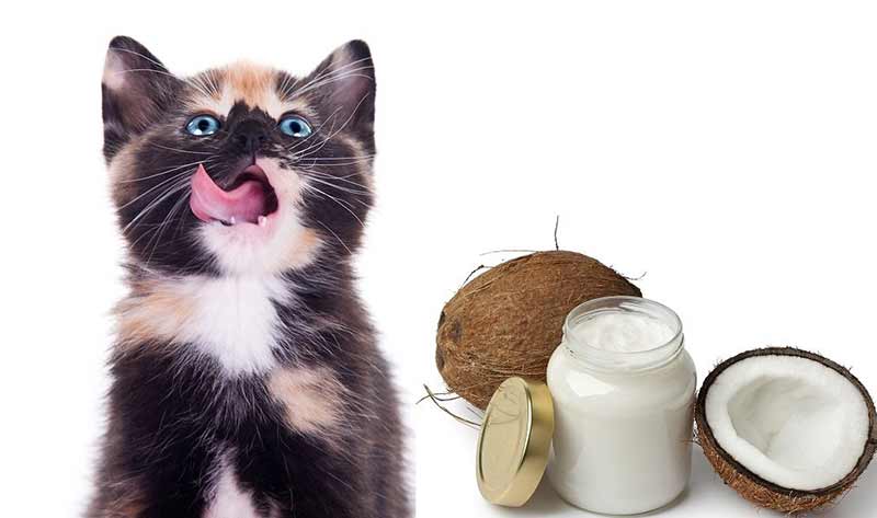 Huile de coco pour chats