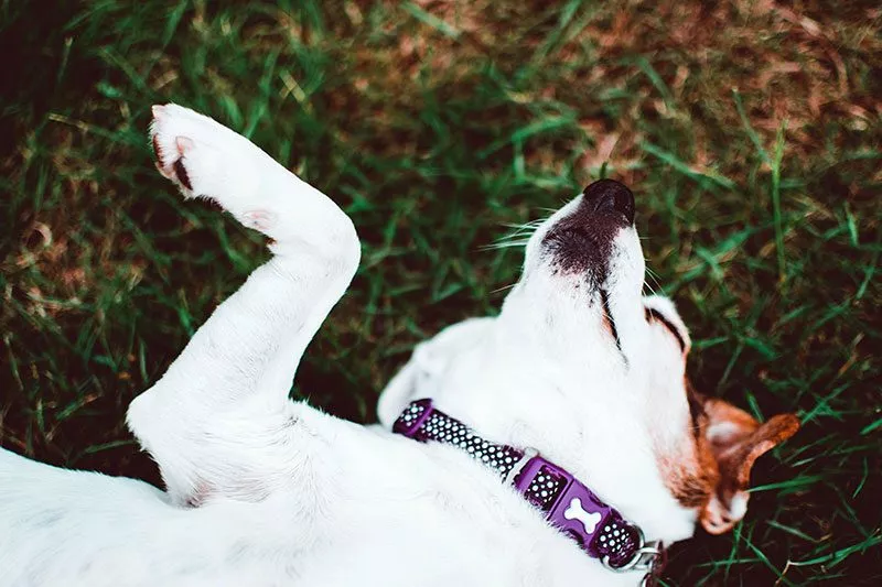 Parfois, les chiens font des choses coquines comme se rouler dans le caca juste pour attirer notre attention !