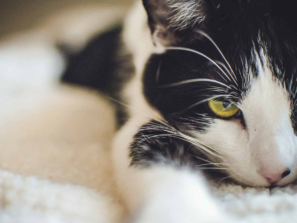 Reconnaitre Et Eviter Les Coups De Chaleur Chez Les Chats Remedes Naturels Pour Animaux