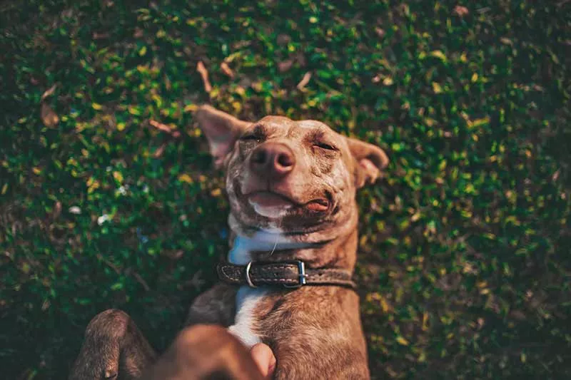 pourquoi chien se roule dans caca