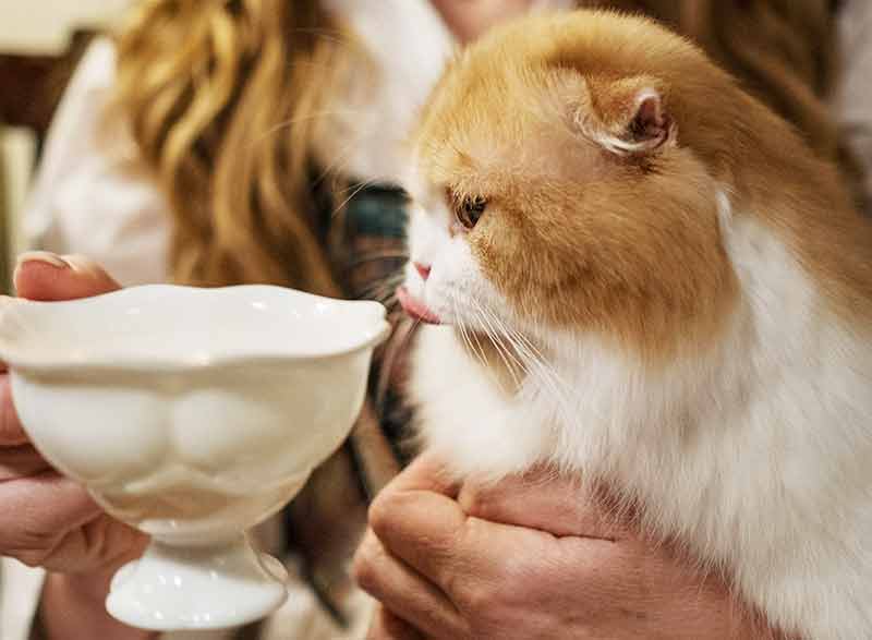 Reconnaitre Et Eviter Les Coups De Chaleur Chez Les Chats Remedes Naturels Pour Animaux