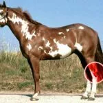 Cheval qui cogne ses sabots arrières ensemble : est-ce grave ?