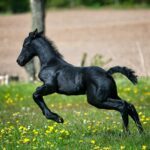 Parasites impitoyables du cheval : Les ténias et les vers de sang