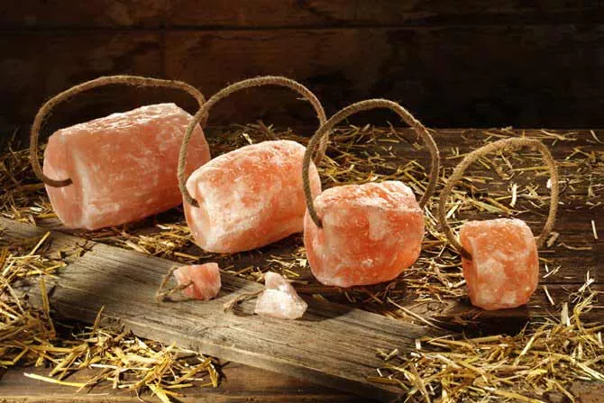 ration de sel pour le cheval