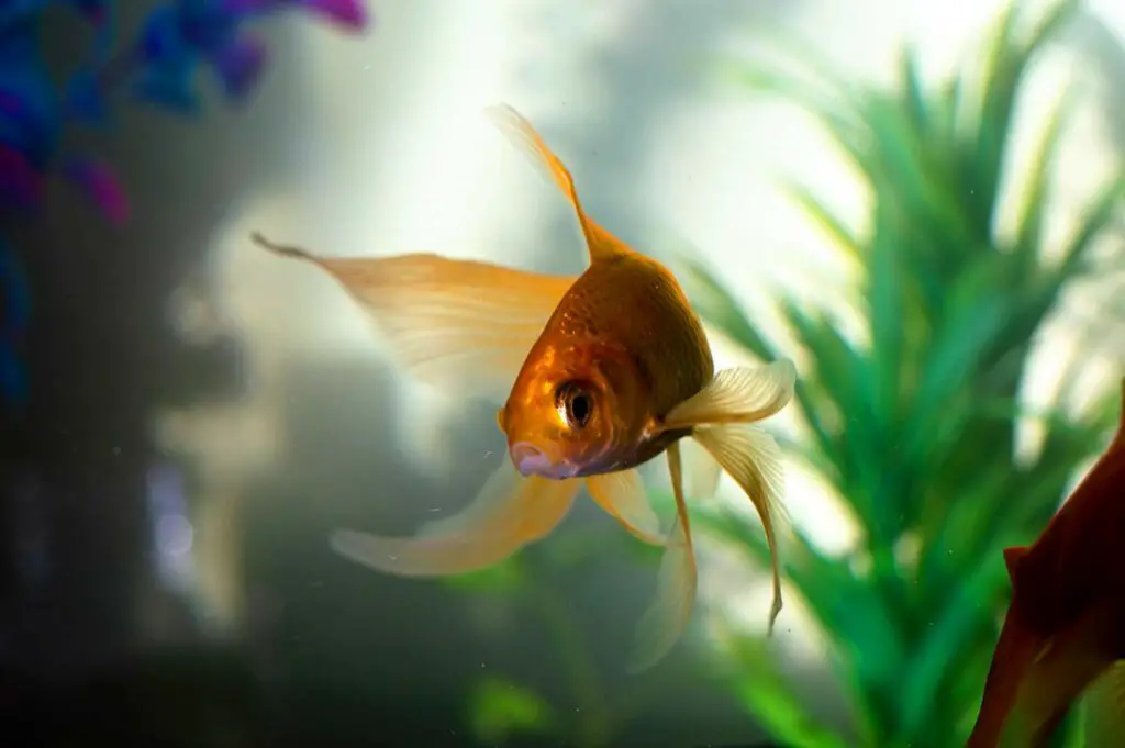 poisson rouge dans un aquarium avec quelques plantes