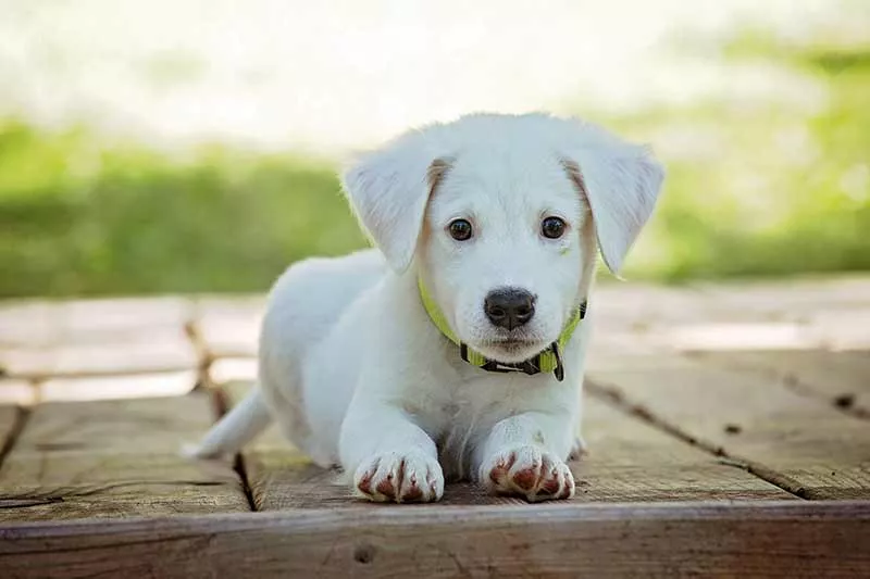 apprendre à son chiot où uriner