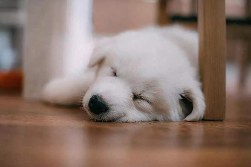 la méthode du confinement pour apprendre à son chiot à être propre