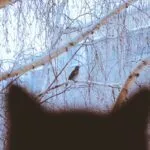 Ne laissez plus votre chat chasser les oiseaux : 5 Astuces clés à connaître