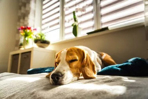 occuper son chien pendant votre absence