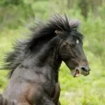 Mon cheval a peur, que faire ?