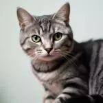 American Shorthair : Découverte d'une race authentique alliant robustesse, affectuosité et polyvalence