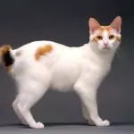 Bobtail japonais : Découverte d'une race féline emblématique du Japon, entre queue unique et caractère enjoué
