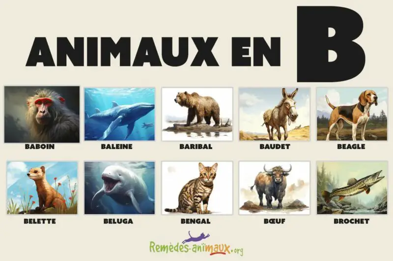 Animal En B : Liste Des Animaux Commençant Par La Lettre B