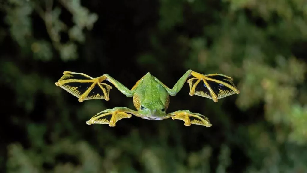 Wallace's Flying Frog est un animal qui commence par la lettre W.