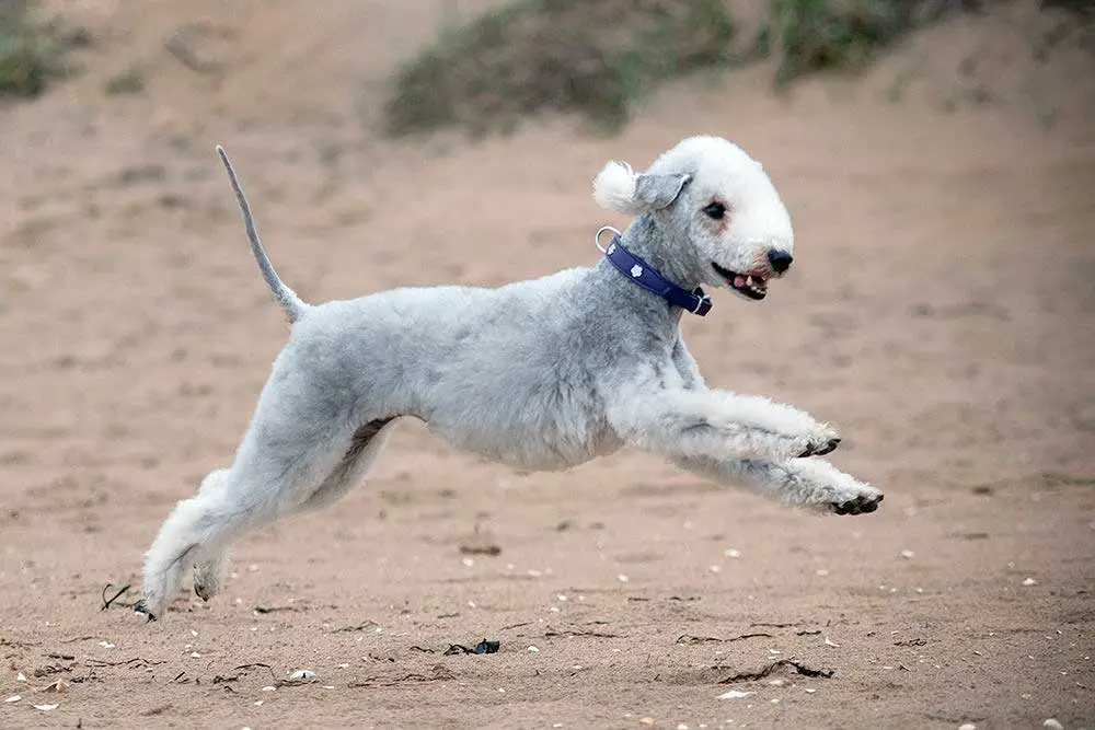 Bedlington Terrier joyeux