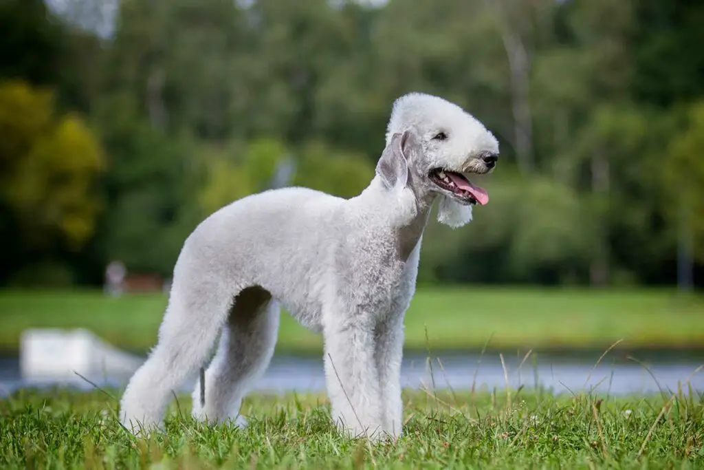 Bedlington Terrier, un chien qui ressemble à un agneau