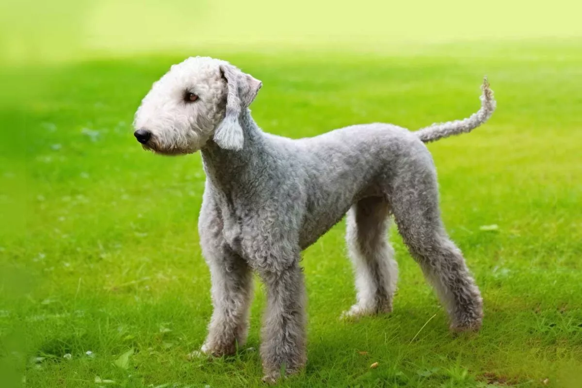 Bedlington Terrier