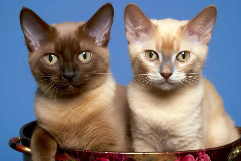 chatons burmeses