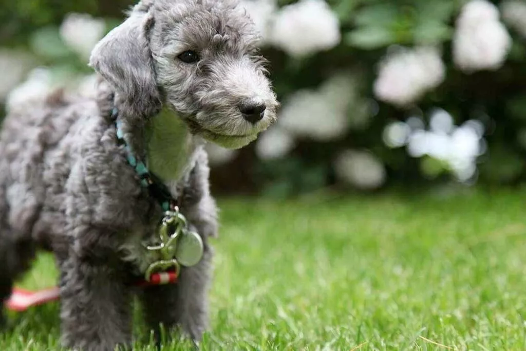 Chiot Bedlington Terrier