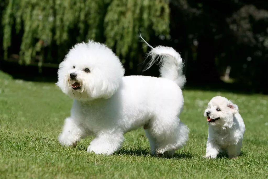 chiot bichon frise