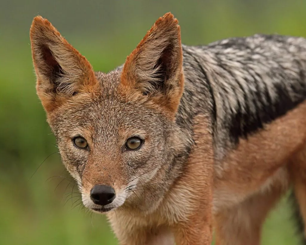 Chacal à dos noir : Un animal en C