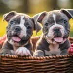 Un chiot en bonne santé commence par ceci : Une adoption responsable et éthique