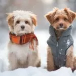 Chiens en Hiver : Guide Complet pour Éviter le Stress Thermique