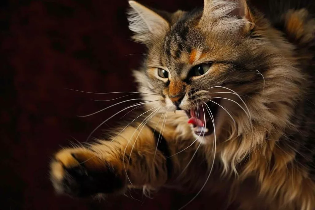 chat qui griffe et qui feule