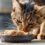 Les aliments à éviter pour prévenir les troubles digestifs chez les chats