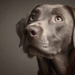 Labrador : Le chien de famille idéal, joueur et fidèle