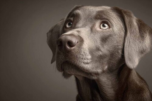 tout savoir sur le Labrador