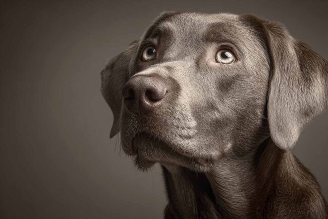 tout savoir sur le Labrador